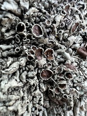Xanthoparmelia conspersa