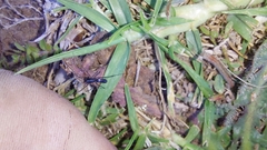 Microlinyphia sterilis