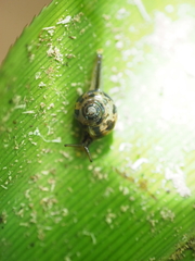 Palaua minor