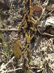 Myriophyllum spicatum