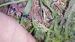 Microlinyphia sterilis