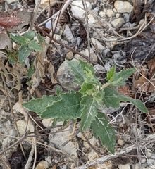 Mentzelia oligosperma