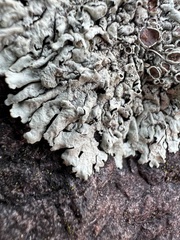 Xanthoparmelia conspersa