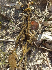Myriophyllum spicatum