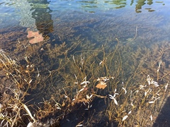 Myriophyllum spicatum