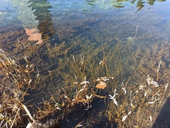 Myriophyllum spicatum