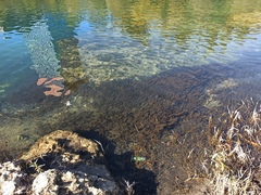 Myriophyllum spicatum