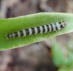Gelechiinae