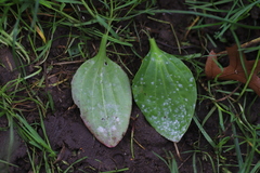 Golovinomyces sordidus