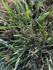 Microlaena stipoides