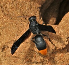 Anterhynchium synagroide