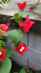 Bougainvillea glabra