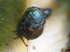 Palaua minor