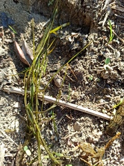 Potamogeton pusillus