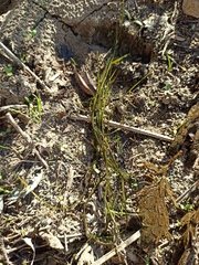 Potamogeton pusillus