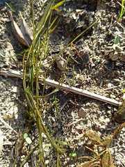 Potamogeton pusillus