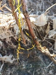 Potamogeton pusillus