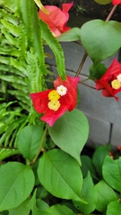 Bougainvillea glabra