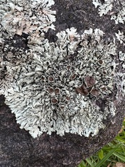 Xanthoparmelia conspersa