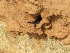 Anterhynchium synagroide