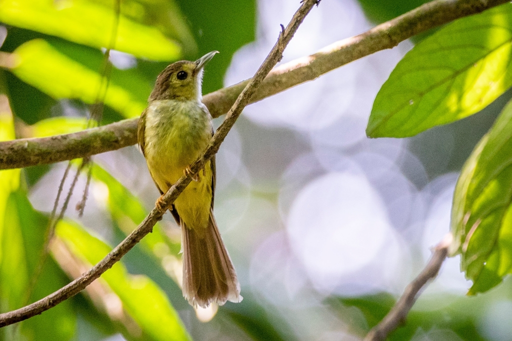 Hairy-Backed Bulbul