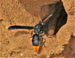 Anterhynchium synagroide