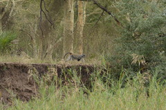 Cercopithecus mitis erythrarchus