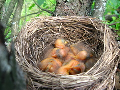 Turdus merula