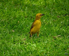Ploceus