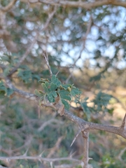 Faidherbia albida image