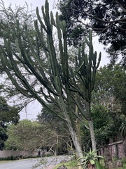 Euphorbia ingens