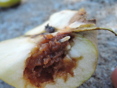 Rhagoletis pomonella