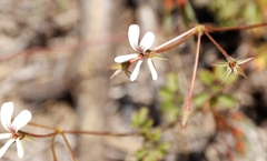 Pelargonium elongatum