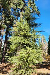 Cedrus atlantica