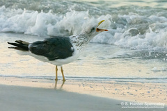 Larus fuscus graellsii