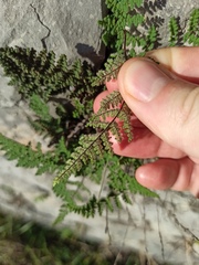 Oeosporangium persica