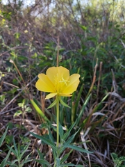 Oenothera affinis