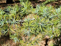 Cedrus atlantica