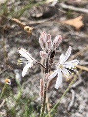 Trachyandra hirsutiflora