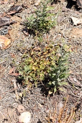 Pelargonium elongatum