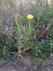 Oenothera affinis