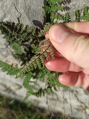 Oeosporangium persica