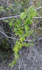 Gonolobus suberosus
