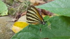 Arawacus lincoides