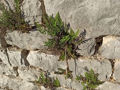 Oeosporangium persica