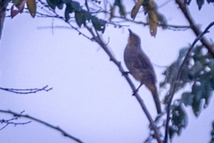 Pycnonotus finlaysoni