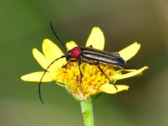 Mannophorus laetus