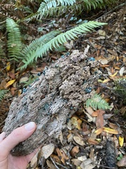 Chlorociboria aeruginascens