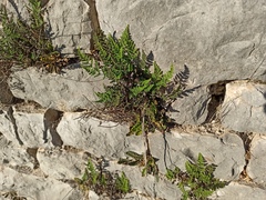 Oeosporangium persica