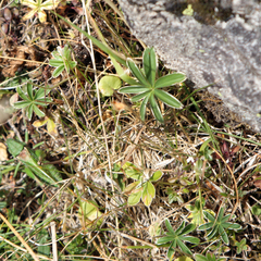 Potentilla alba